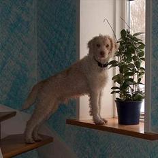 Lagotto romagnolo Crisantemo Lapinlumon