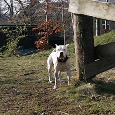 Amerikansk staffordshire terrier Clinton