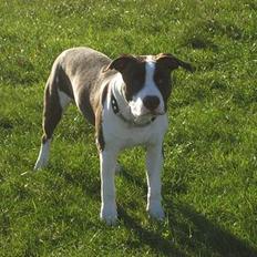 Blanding af racer kato