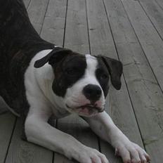 Blanding af racer kato