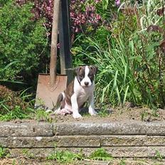 Blanding af racer kato