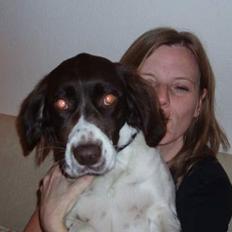 Drentsche patrijshond molly