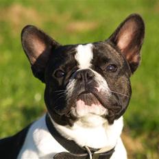 Fransk bulldog Remi (død: 15/09-2018)