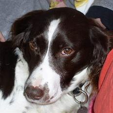 Kleiner münsterländer gina R.I.P :'(