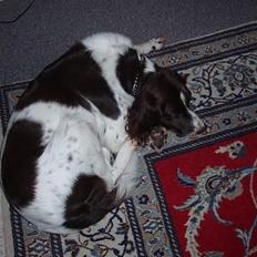 Kleiner münsterländer gina R.I.P :'(