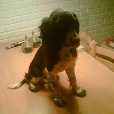 Cocker spaniel lady