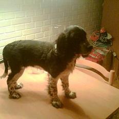 Cocker spaniel lady