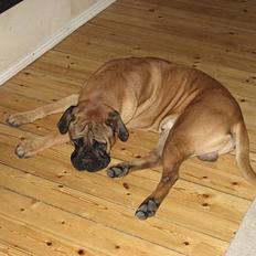 Bullmastiff Holger R.I.P.