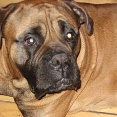 Bullmastiff Holger R.I.P.