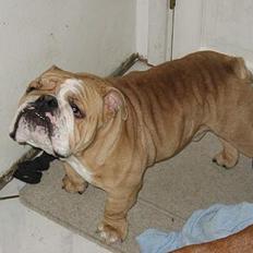 Engelsk bulldog Ib