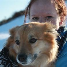Islandsk fårehund ISHUNDUR'S RAUDKA