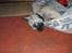 Cairn terrier Tjavs - Godnat