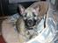 Cairn terrier Tjavs - godmorgen