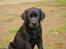 Labrador retriever Chavez