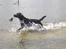 Labrador retriever Chavez