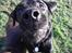 Labrador retriever Chavez