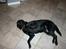 Labrador retriever Silas * R.I.P. * - Klø mig , Pleace ! 