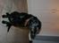 Labrador retriever Silas * R.I.P. * - Profilen , <33 