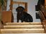 Labrador retriever Silas * R.I.P. * - Putte , <33 
