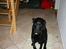 Labrador retriever Silas * R.I.P. * - Smuk og bare dejlig , <3 