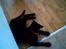 Blanding af racer Bamse - Hey.. Hva sker der??