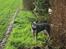 Australsk cattledog Tess