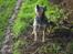 Australsk cattledog Tess - Sådan står man og galper op, hvis der ikke lige er noget som gider lege.