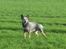Australsk cattledog Tess - Hun er sku lidt lækker ;o)