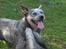 Australsk cattledog Tess - Husk at trække vejret.