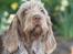 Spinone Hugo - Dejlige Hugo