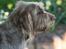 Spinone Hugo - Charmetrolden