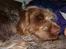 Spinone Hugo - ZZZZZZZ.....