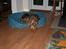 Spinone Hugo - Det er på en eller anden måde let at fange ham sovende... zzzz