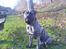 Dogo canario **Tiger**