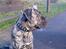 Dogo canario **Tiger**
