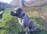 Dogo canario **Tiger**