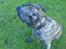 Dogo canario **Tiger**
