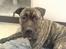 Dogo canario **Tiger**