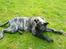 Dogo canario **Tiger**