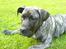 Dogo canario **Tiger**