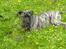 Dogo canario **Tiger**