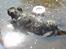 Dogo canario **Tiger**