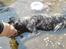 Dogo canario **Tiger**