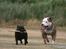 Staffordshire bull terrier Sasha  - ude og leje med iceman. Tak for de fine billeder