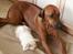 Rhodesian ridgeback Monomotabas Ruby Cabernet - Velkommen til Rubys profil !<33 (IKKE Tage vores bileder ved mindre i har fået lov !)