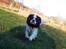Cavalier king charles spaniel Ziggy 