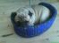 Mops marius