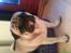 Mops marius