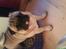 Mops marius
