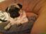 Mops marius